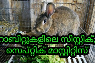 എന്താണ്   മുയൽ മുലക്കണ്ണ് അണുബാധ?  Can rabbits get breast cancer #rabbit #muyalfarm #rabbitfarming