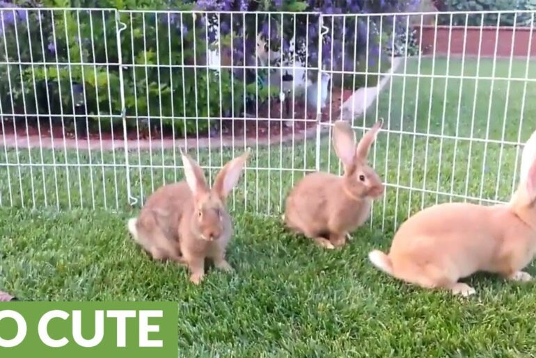 Five baby bunnies befriend a cat