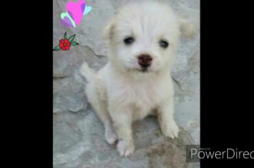 Cute dogs and rabbit