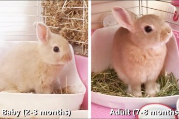 Full Grown vs Baby Bunny - Netherland Dwarf Rabbit - Size Compare