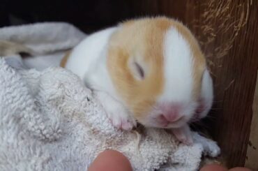 Baby rabbits (bunnies) - 10 days old