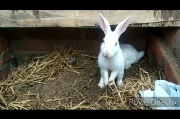 Cute Rabbit Digging secen