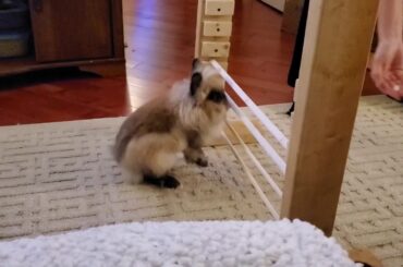 Gizmo The Baby Lionhead Rabbit Tricks - vertical hurdle jump training- height up to 4th shelf