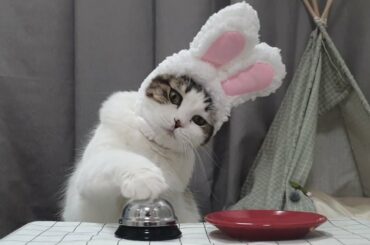 간식 달라고 종치는 고양이 Rabbit cat ring bell