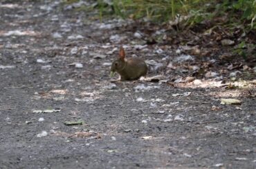 Baby Bunny Eating