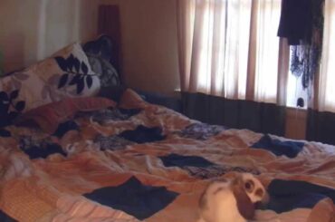 Cute Rabbit binking on the bed