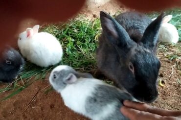 Hi ASEEL lovers # Mbr farms # Started New Rabbit 🐇 Farm #