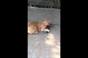 Cat catches, then kills a baby rabbit