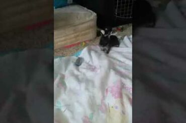 Cute bunny's running around