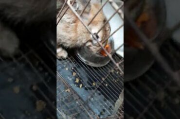 Baby rabbits breakfast