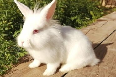 Lindos Conejitos Disfrutan de la Naturaleza, Cute Bunnies. 🐇🐇