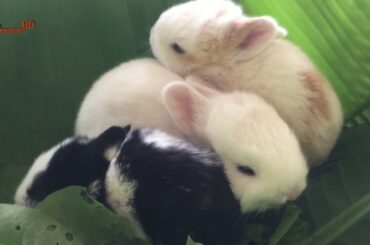 My lovely rabbit just borned - lovely rabbits