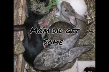 Automs babies 9 weeks old