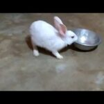 Cute rabbit playing with a curry cup