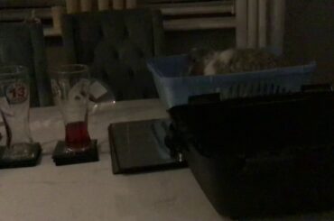 My cute pet rabbit video