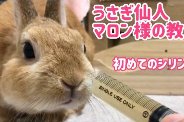 【うさぎ】うさぎ仙人マロン様の教え【飼い方】Cute rabbit challenge the syringe #80