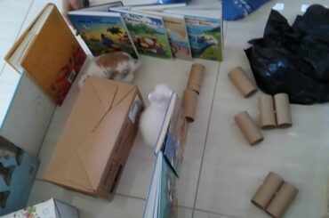 Cute bunnies go in a MAZE