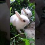Cute rabbits