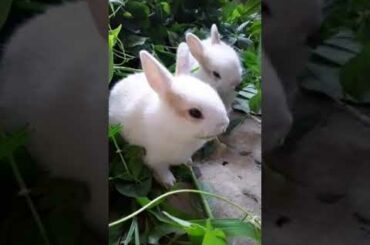 Cute rabbits