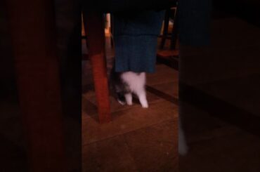 Cute bunny plays with sweater 🐇