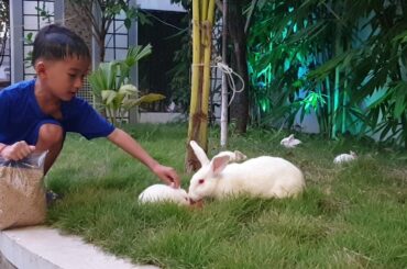 Baby rabbits eating food #75