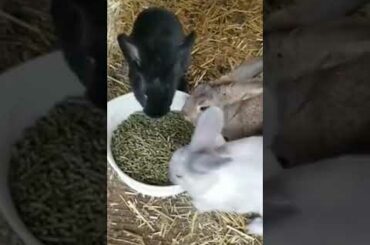Baby Rabbits Eating
