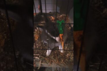 Cute bunny (misty)  tries to bite a moving stick 🐇❤️