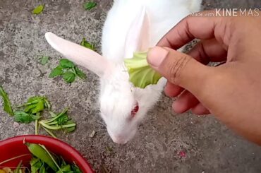 My pet Bunny/ A Funny and Cute Rabbit/ Amazing pet change man's mind