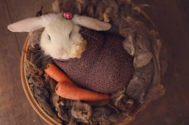 Tiny Bunny Photoshoot