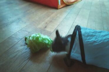 Bunny is confused by tunnel (cute video)😁