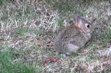 cute baby bunny cottontail wild rabbit eating num num food 208 1613