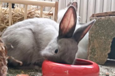 Cutest Rabbit In The World | Bunny The Rabbit