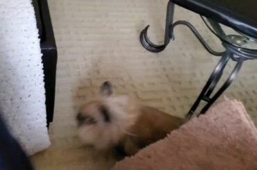 Gizmo the baby lionhead reluctantly jumps 1st time on the couch w/out his ramp