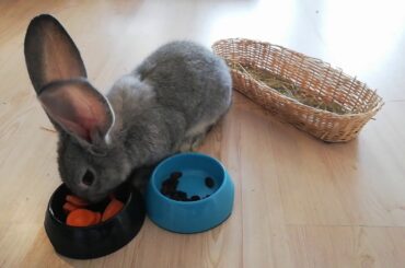 ❤ Cute bunny eating carrot and raisins 🐰✨🥕