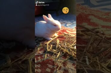 Baby rabbit eating hay