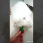 Dutch lop rabbit beads in cute states while eating cucumber 🐰🐰