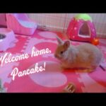 🐰🌸 Netherland Dwarf Bunny Kawaii Pink Home 🌸🐰