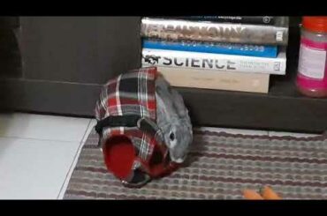 Durbhsh : The Cute Rabbit of Russian origin