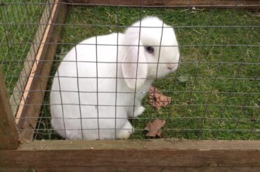 Bunny’s being cute