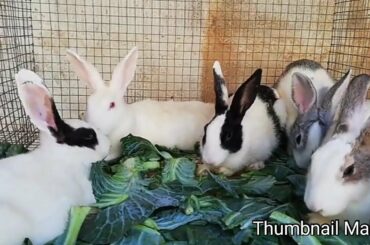 Cute rabbits eating cabbage funny/సాహుల్ వాళ్ళ rabbits కుందేళ్లు చూడండి ఎంత ముద్దుగా ఉన్నాయో