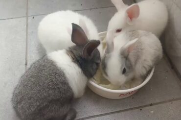 Cute rabbits