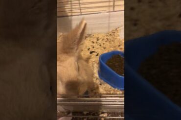 Meet my rabbit nibbles (very cute)