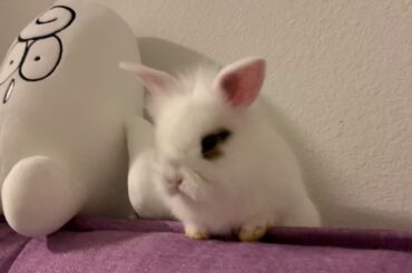 Cute bunny exploring new home