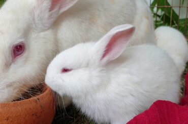 Video Update : Rabbit and Baby Eating Food #76