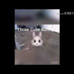 Three Cute Bunny's