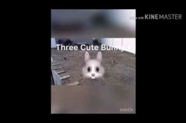 Three Cute Bunny's