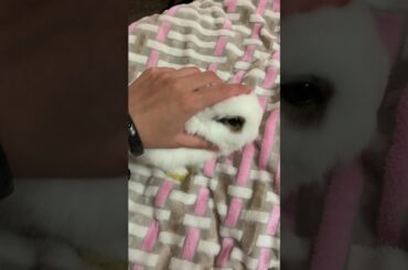Petting my cute bunny