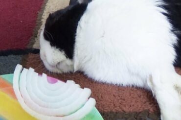 Sleeping Rabbit Dreaming About Eating An Onion