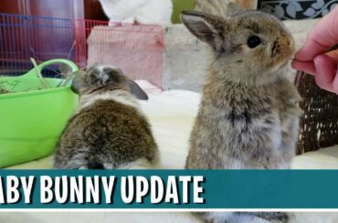 Baby Bunny Update - 1-MONTH-OLD HOLLAND LOP BUNNIES!