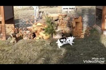 Birds Sound in Nature with my cute bunnys ( MINIREX RABBIT SUISSE)